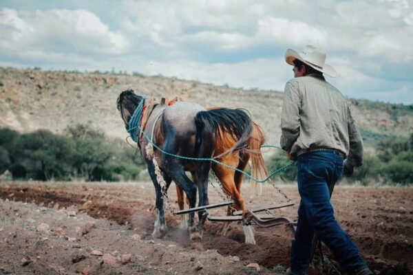Agriculture (1)